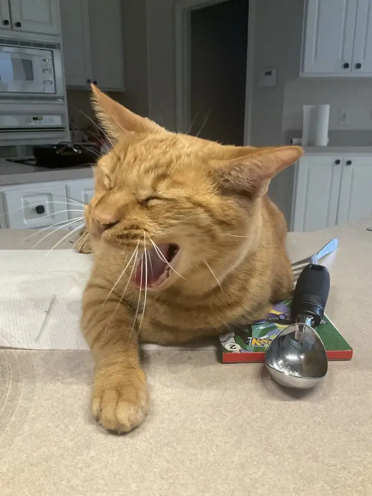An orange tabby cat is lying on a kitchen counter, yawning widely with its eyes closed. Next to the cat is an ice cream…
