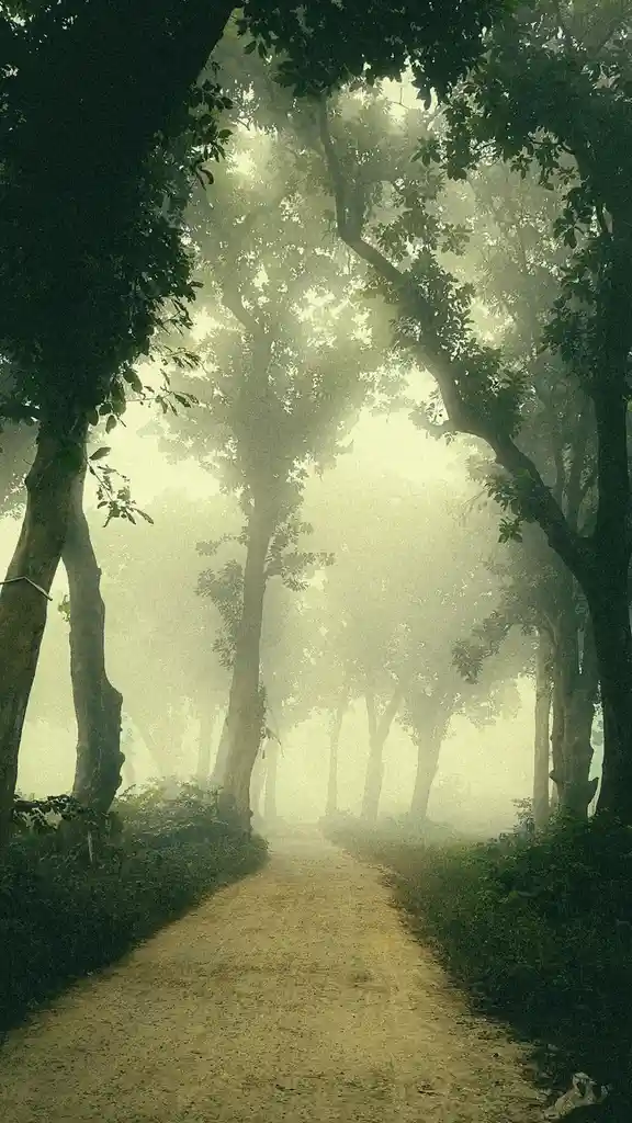 A misty, atmospheric forest path lined with tall trees, their branches forming a canopy overhead. Sunlight filters through…