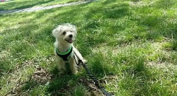 A small, fluffy white dog wearing a black and neon green harness stands on grass, looking at the camera with its mouth open…