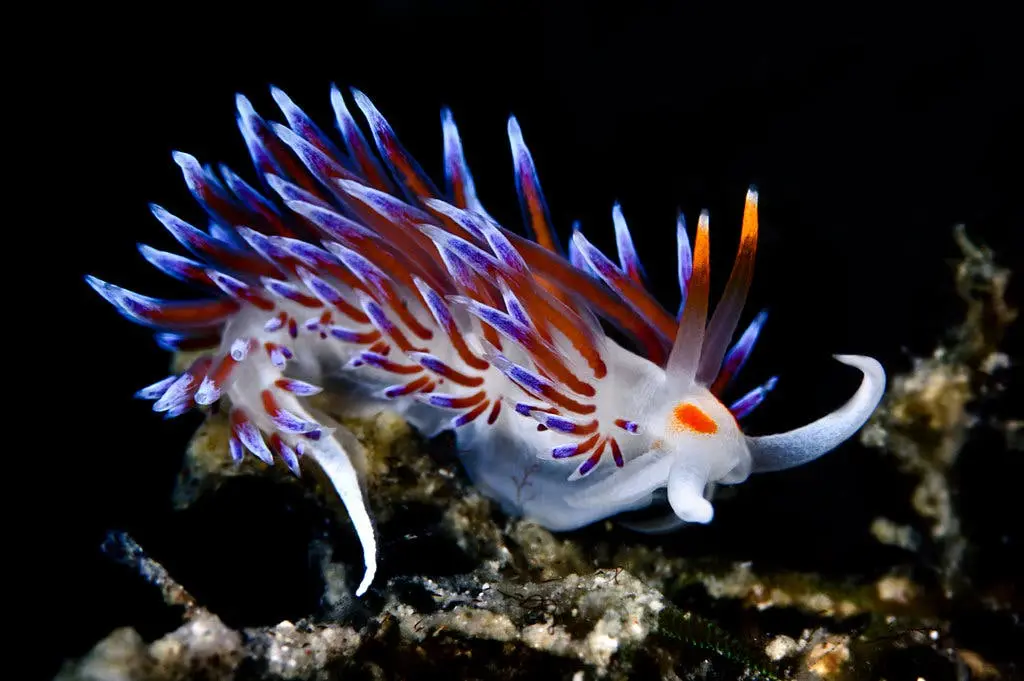 A vibrant, colorful sea slug with white, orange, and purple appendages crawls on a dark, textured underwater surface. The…