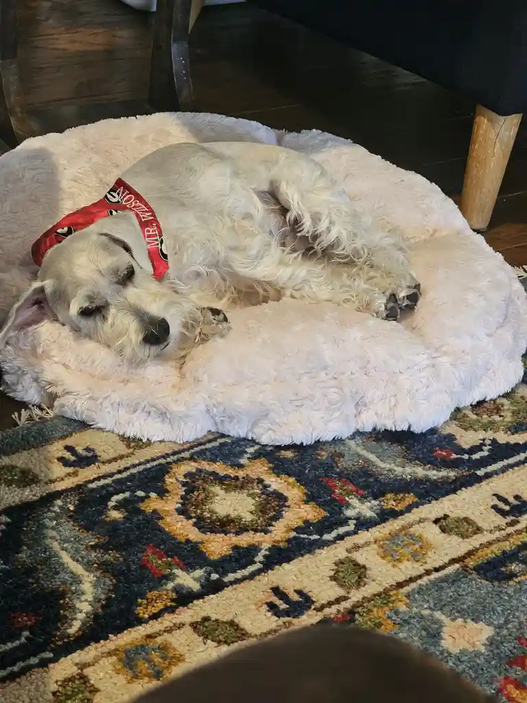 A white, fluffy dog wearing a red bandana with 'MR. BOSTON' printed on it is curled up and sleeping soundly on a plush…