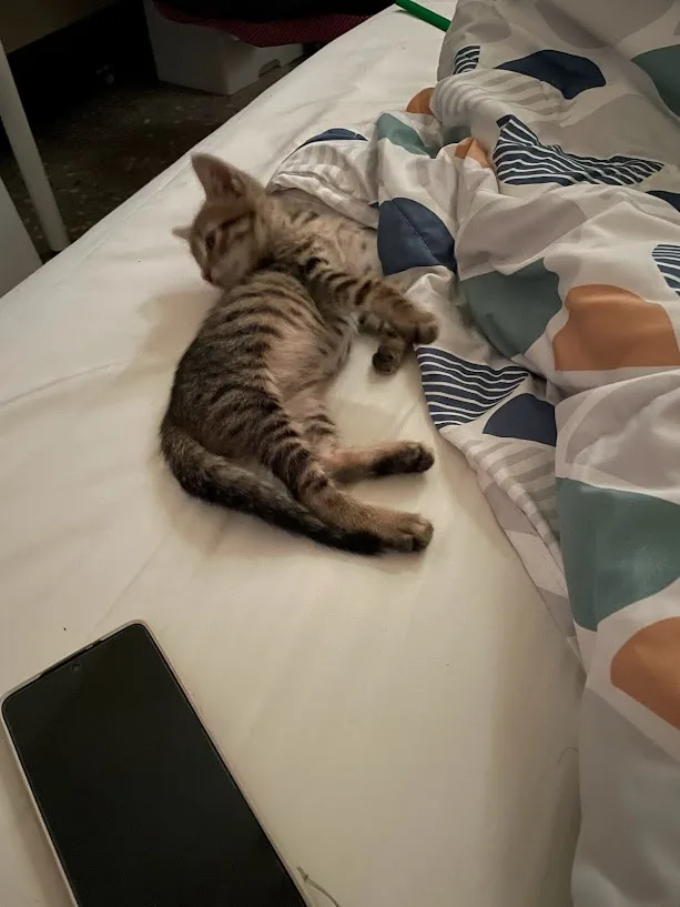 A small tabby kitten lies on its back on a white bedsheet, paws up, next to a patterned duvet and a black smartphone. The…