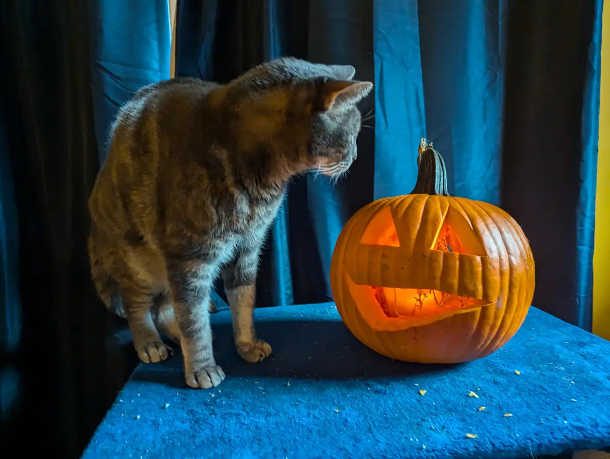 A tabby cat stands on a blue surface, intently staring at a glowing jack-o-lantern with a carved face. The pumpkin is lit…