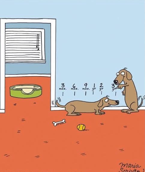 A cartoon drawing shows two dachshunds in a room with an orange floor and a window. One dachshund is standing upright…