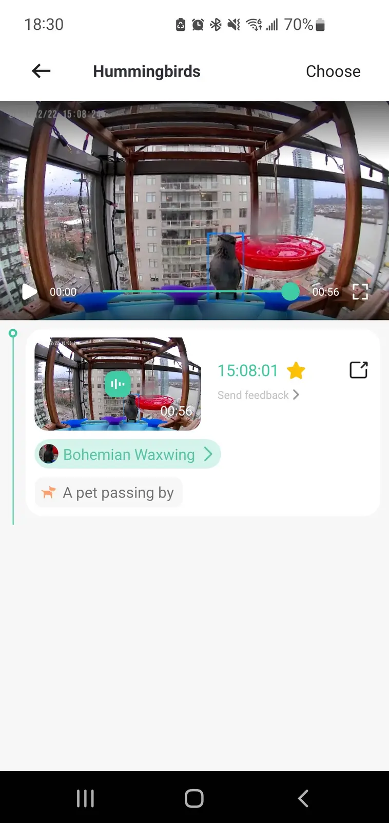 When AI Bird Detection Goes Hilariously Wrong!