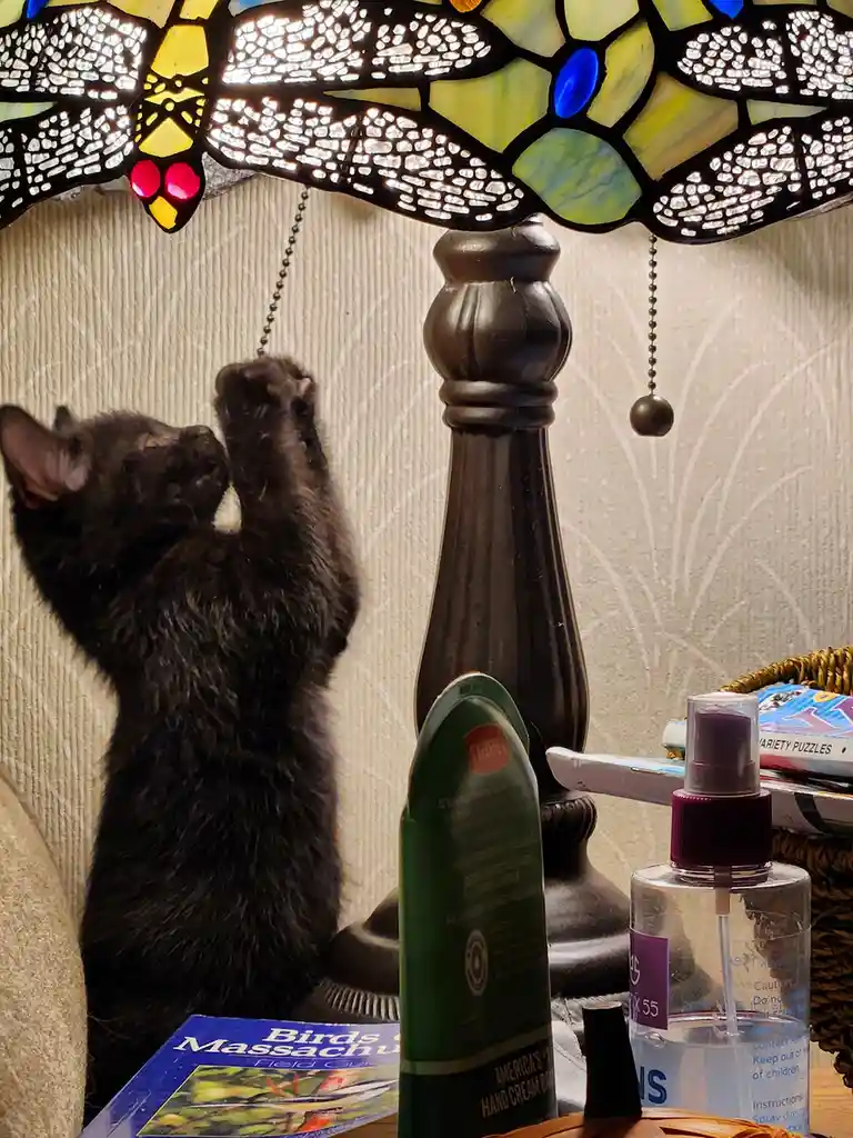 A small black kitten stands on its hind legs, reaching up with its front paws to pull the chain of a stained-glass dragonfly…
