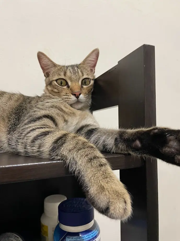 A tabby cat with green eyes lounges on a dark wooden shelf, one paw dangling over the edge near some supplement bottles. The…