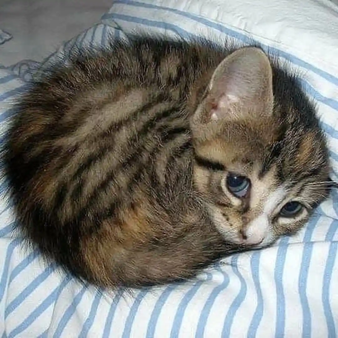 A small tabby kitten with large blue eyes is curled up tightly on a blue and white striped blanket, looking directly at the…