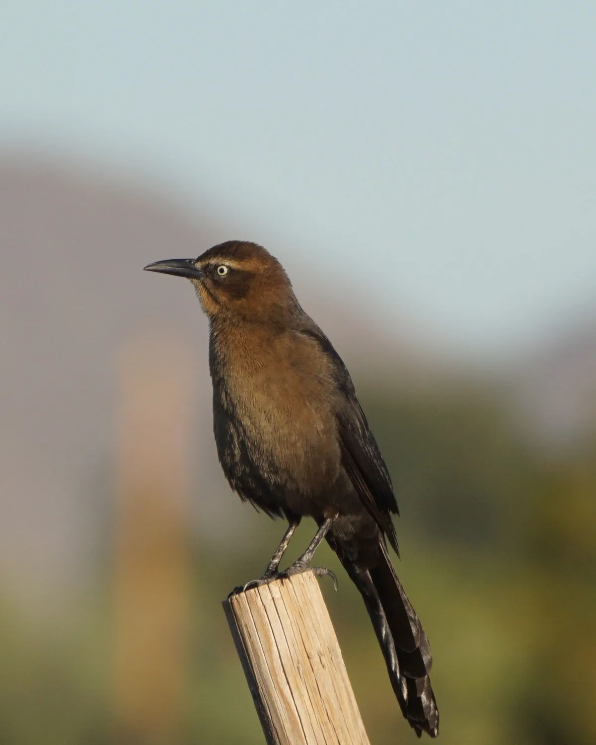 A brown bird with a sharp beak and bright eye perches on a wooden post against a blurred natural background. The image has…