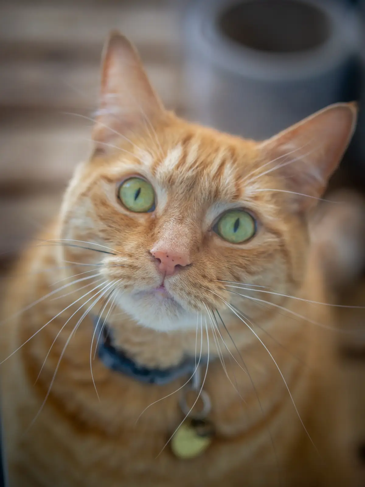 A close-up photo of an orange tabby cat with large green eyes and a white chest, looking directly at the camera with a…