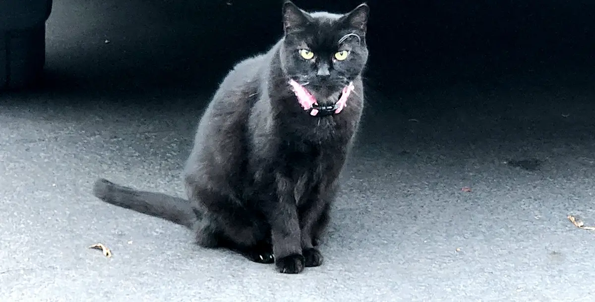 A black cat with bright yellow eyes sits on asphalt, wearing a pink collar, staring directly at the camera with a serious…