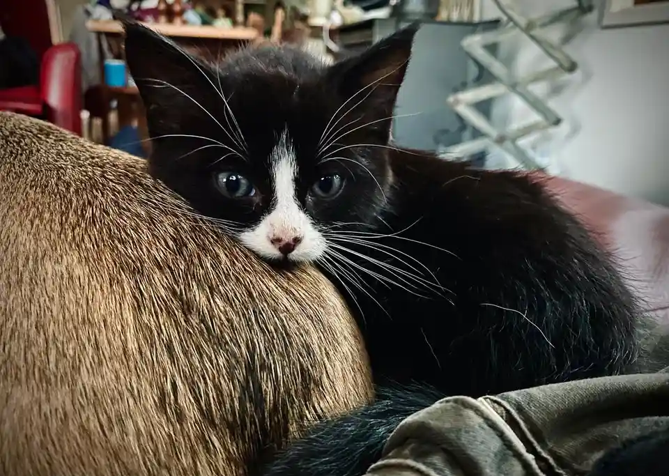 A black-and-white kitten with blue eyes rests its head on a person's shoulder, looking directly at the camera with a sleepy…