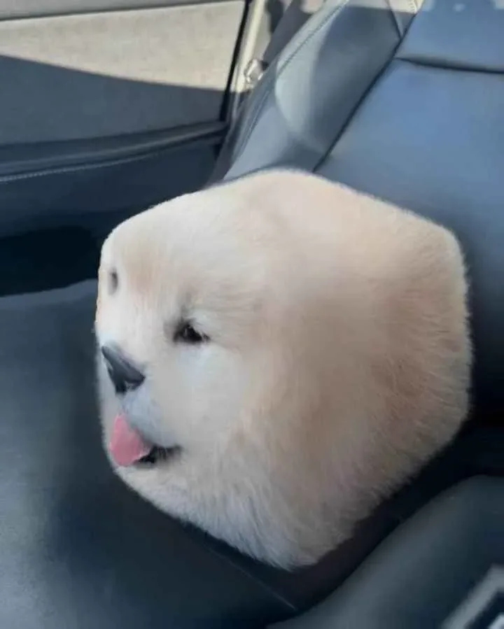 A fluffy, light-colored dog is sitting in a car seat, its head and body appearing unnaturally cube-shaped due to digital…