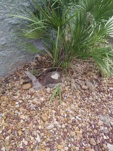 A close-up photo shows a small, heart-shaped stone nestled in a nest-like pile of twigs and dirt at the base of a palm…
