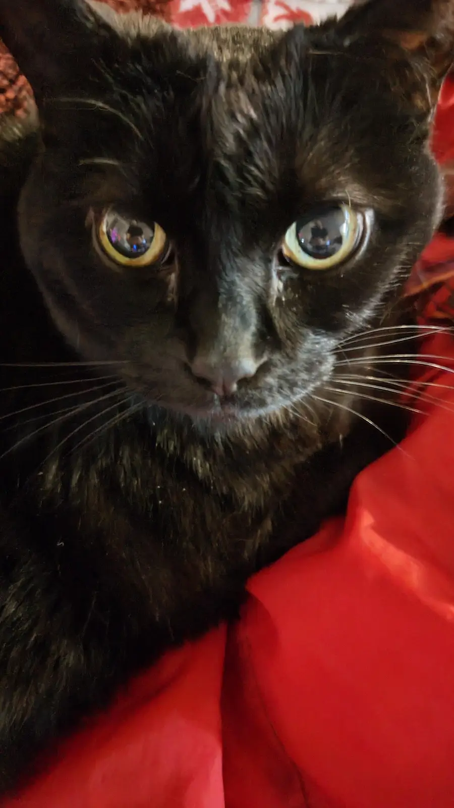A close-up photo of a black cat with wide, startled-looking yellow eyes staring directly at the camera, resting on a red…