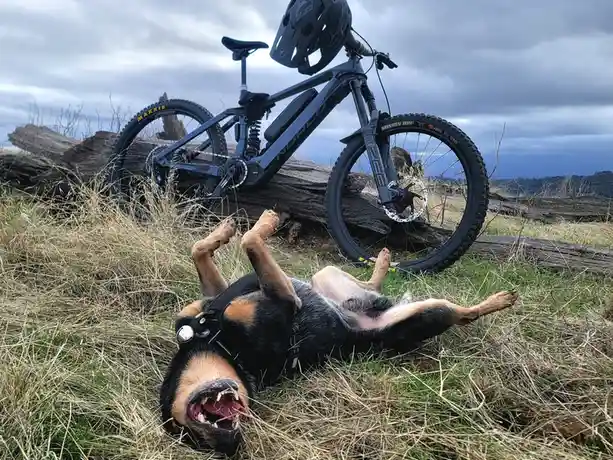 A black and tan dog wearing a harness lies on its back in grass with paws up and mouth open, appearing to be laughing or…
