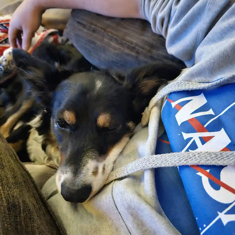 After a long 10 months, rescue Bailey finally cuddled up for a cozy nap today!