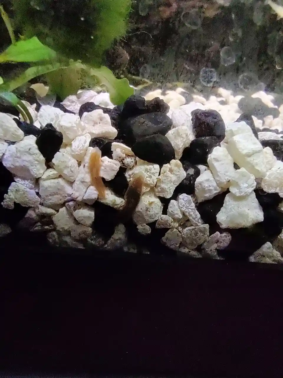 A close-up photo of an aquarium substrate with white and black gravel, green aquatic plants, and a small, translucent orange…