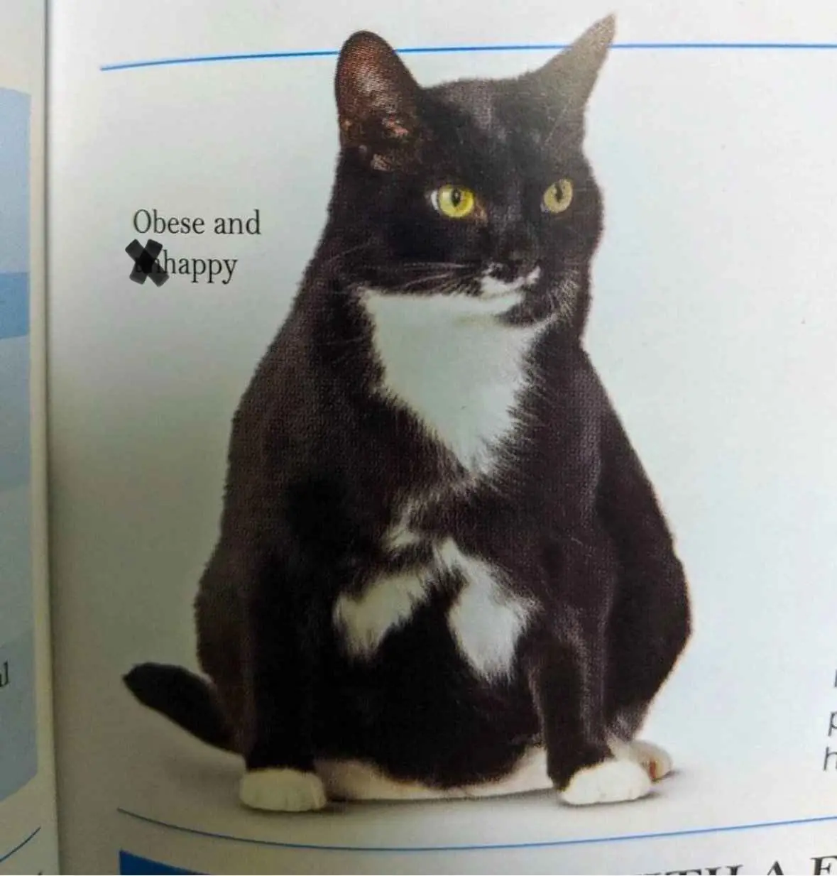 A black and white cat with a round, chubby body sits upright in a book page photo. The text 'Obese and unhappy' is overlaid…