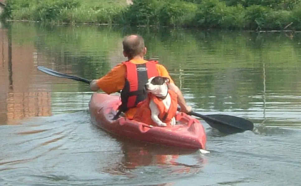 A man in an orange shirt and life vest paddles a red kayak on calm water, with a small black-and-white dog also wearing a…