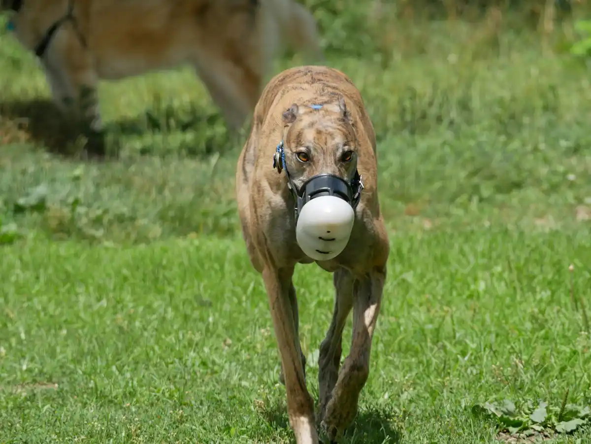 A brindle greyhound with a blue mark on its head walks toward the camera in a grassy field, wearing a black harness and a…