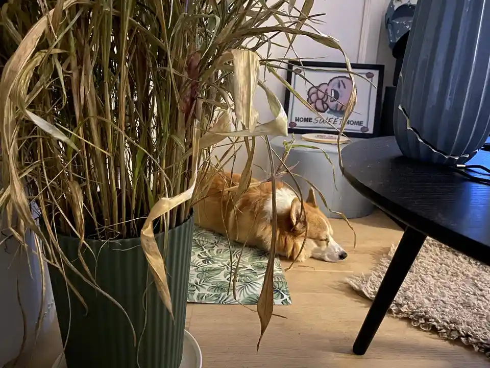 A sleeping corgi rests on a leaf-patterned mat beneath a large, dried-out potted plant with brown, wilted leaves. The dog is…