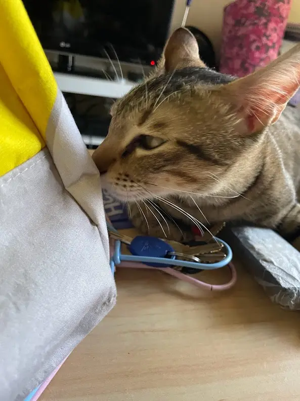 Adorable Cat Moments That Will Melt Your Heart