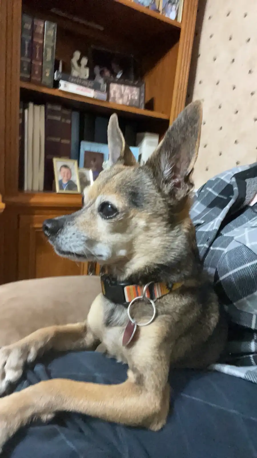 A small, alert-looking dog with pointed ears and a collar sits upright on a person's lap, looking off to the side. Behind it…