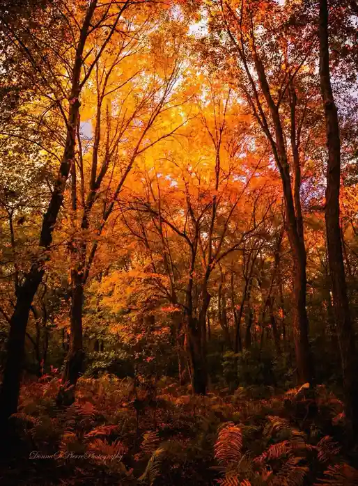A vibrant autumn forest scene with tall trees displaying fiery orange and yellow leaves against a dusky sky, ferns dot the…