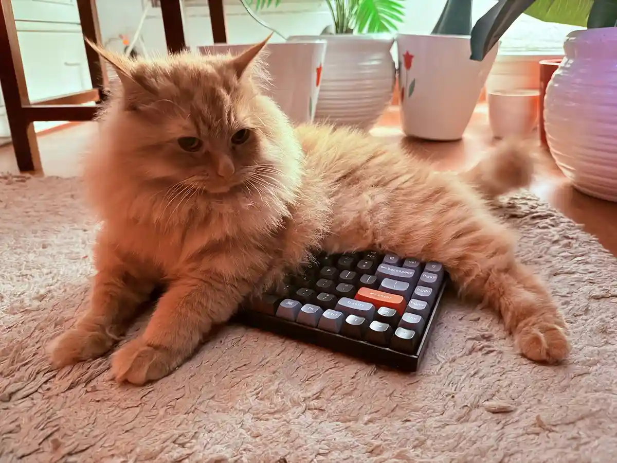 A fluffy, long-haired orange cat is lying on a textured rug with a small mechanical keyboard placed under its torso. The cat…