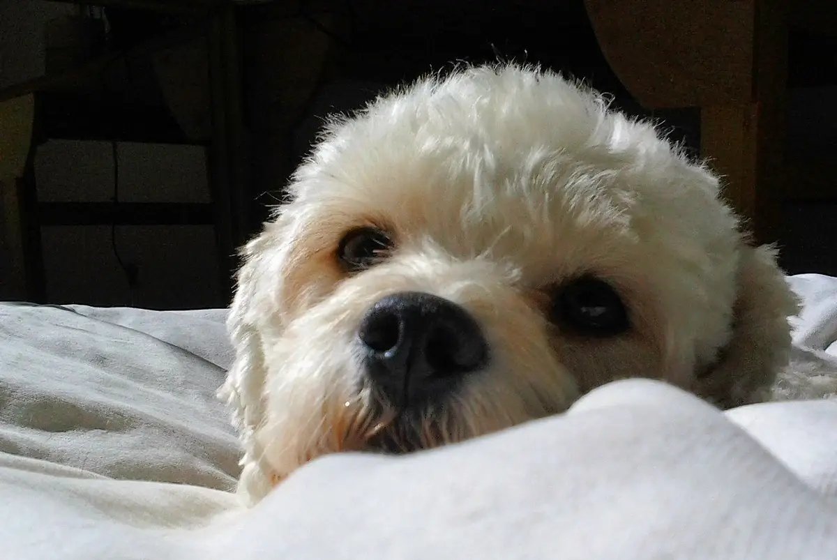 A close-up of a fluffy white dog with large, soulful eyes peeking over a white blanket, looking directly at the camera. The…
