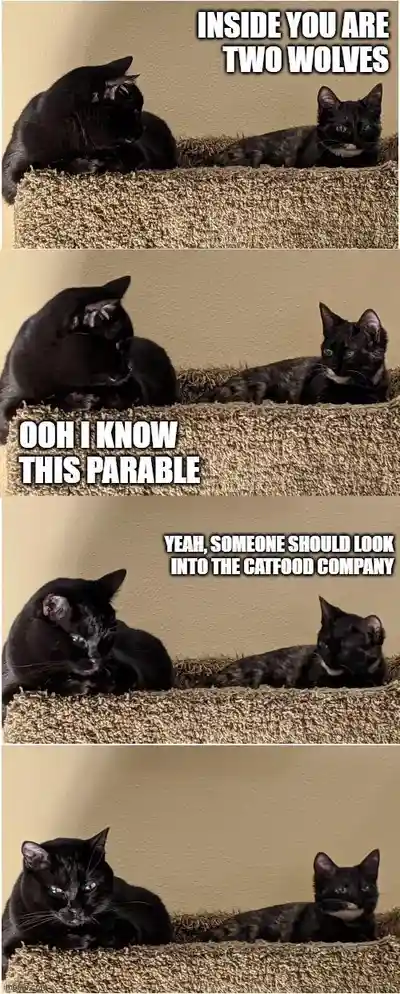 A four-panel meme featuring two black cats on a carpeted cat bed. The top panel shows them looking at each other with text…