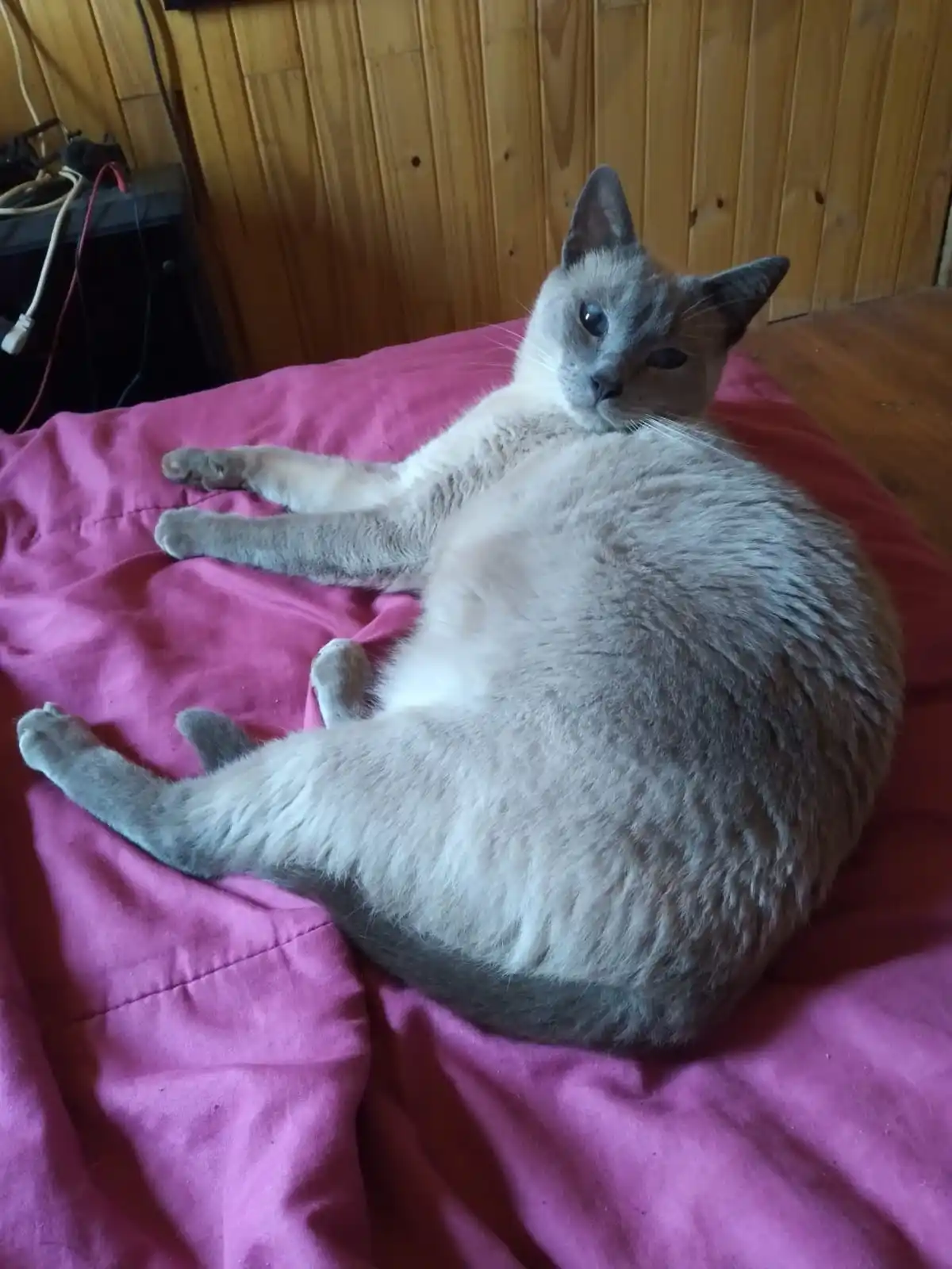 A grey and white cat lies sprawled on its back on a pink bedspread, looking directly at the camera with a relaxed, slightly…