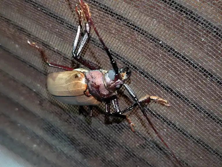 A large, shiny longhorn beetle with a metallic reddish-brown head and thorax and tan elytra is stuck on a dark mesh screen…