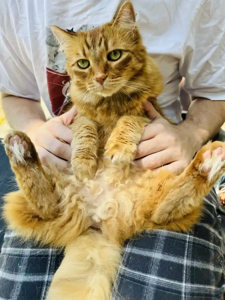 A ginger tabby cat is being held belly-up by a person wearing a white t-shirt and plaid pants, its paws in the air and its…