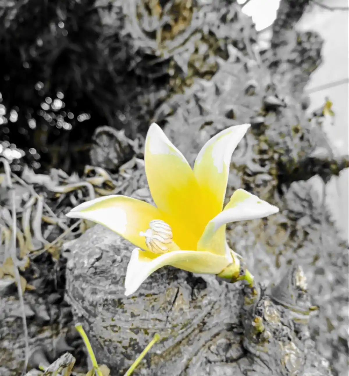 A single yellow and white flower with a textured center blooms vibrantly against a desaturated, black-and-white background…