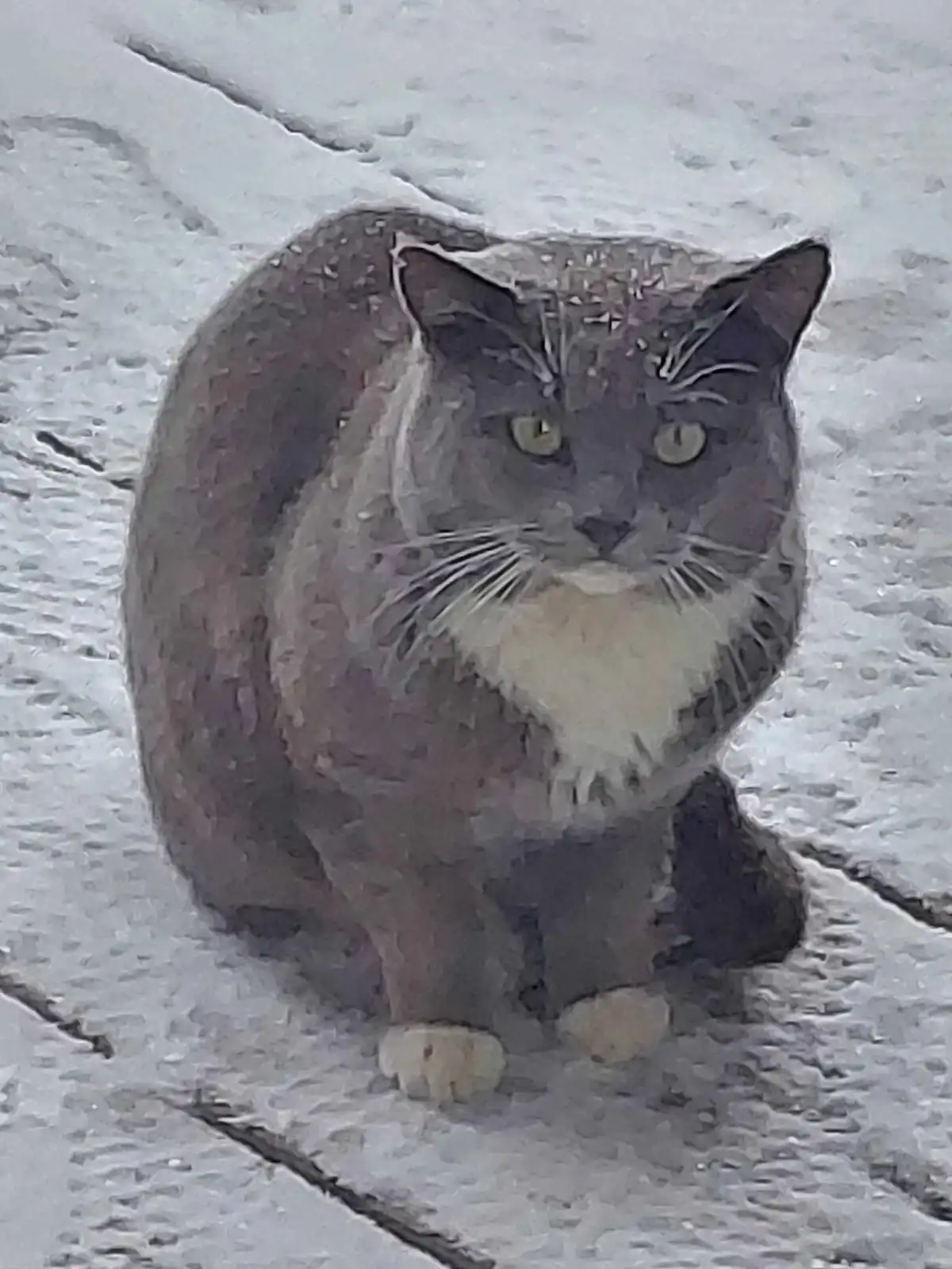 A gray cat with a white chest sits in the snow, looking directly at the camera with a serious expression. Snowflakes are…