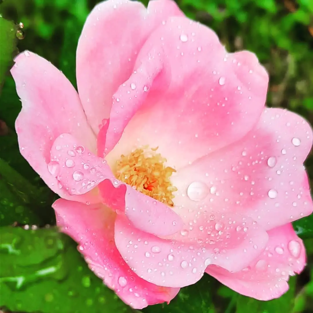 A close-up photograph of a pink rose with water droplets on its petals, set against a blurred green background. The image…