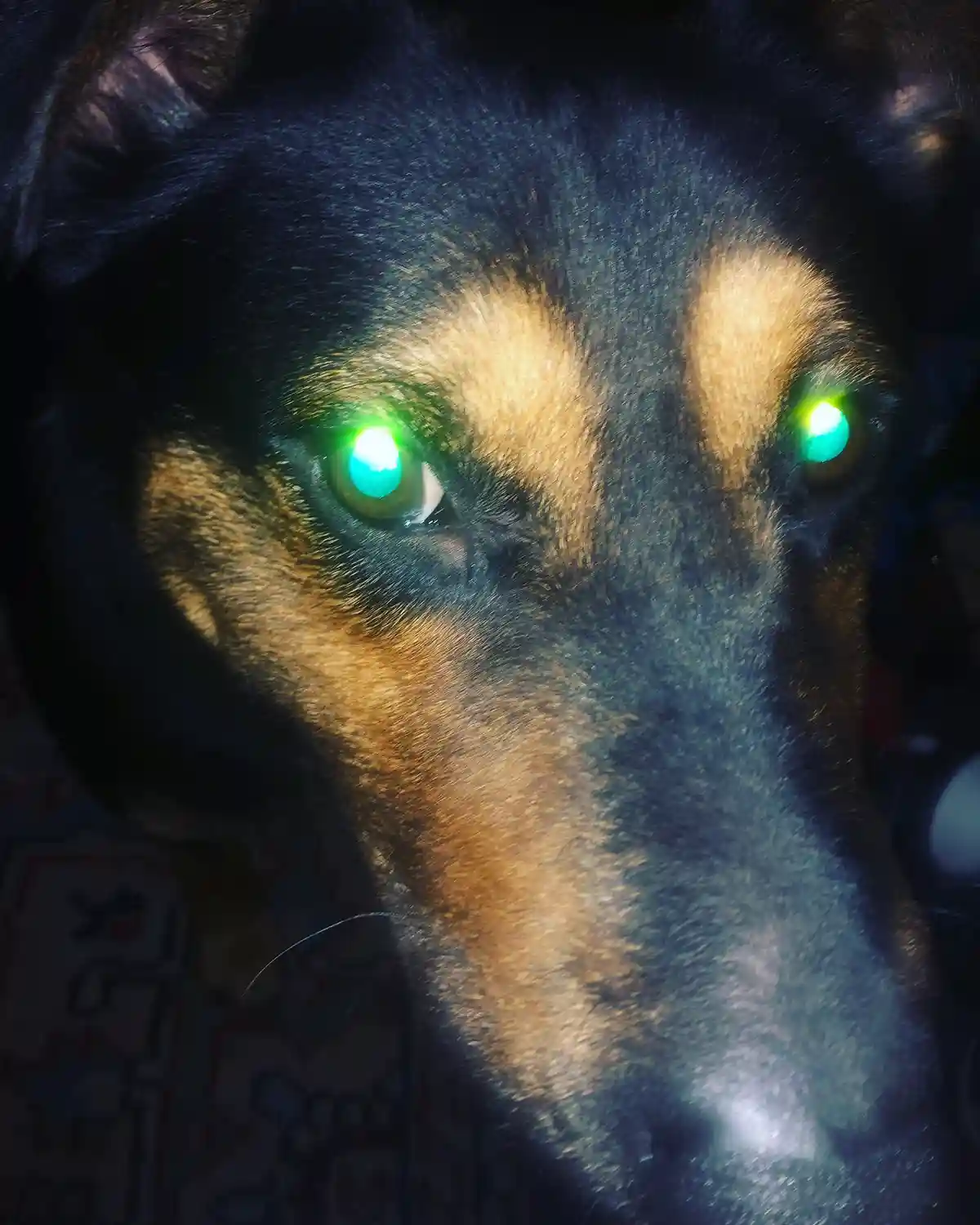 A close-up photo of a dog's face, likely a German Shepherd mix, with dark fur and tan markings. The dog's eyes are glowing…