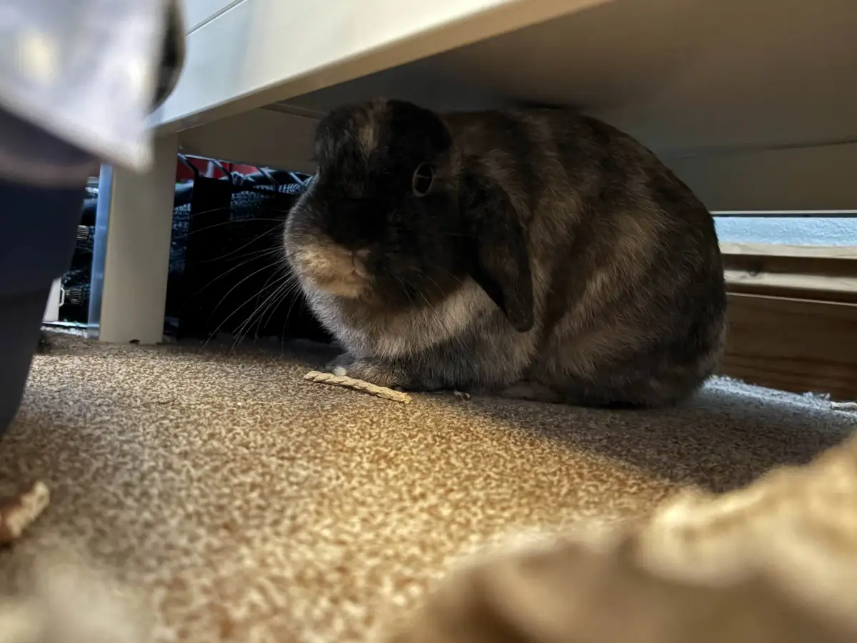A dark-furred lop-eared rabbit sits hunched under a white piece of furniture on a beige carpet, looking at a small piece of…