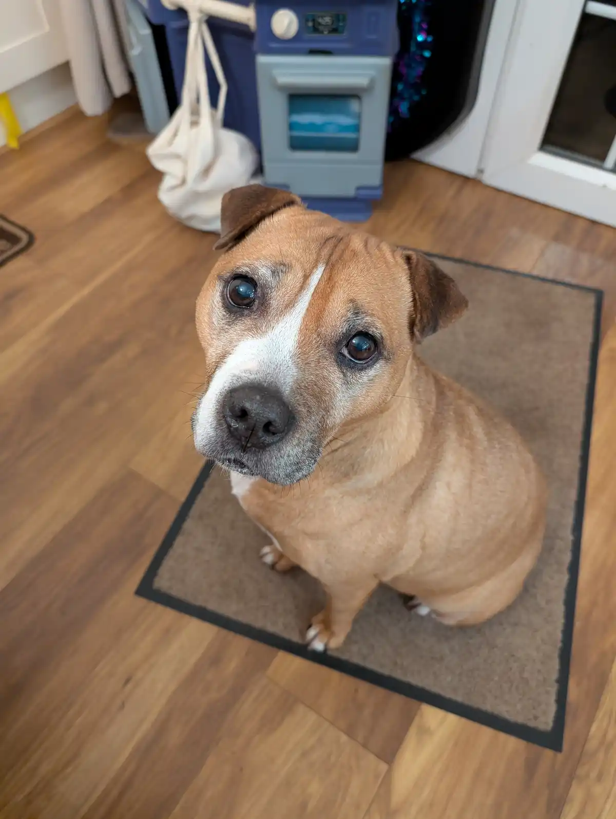 A brown and white dog with soulful eyes sits on a brown rug on a wooden floor, looking up at the camera. In the background…
