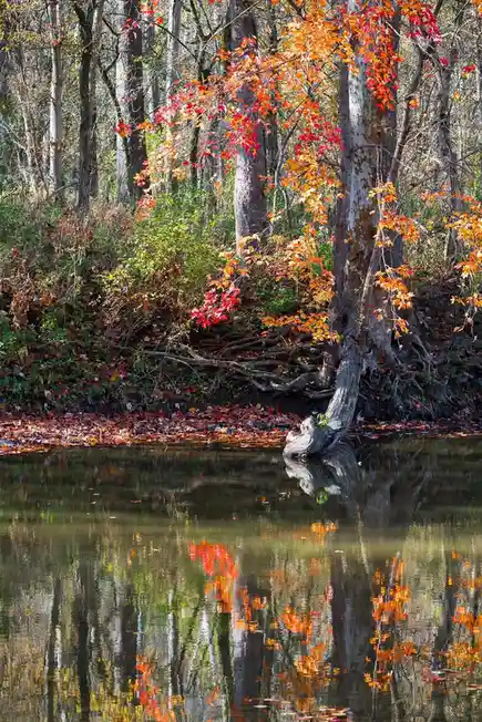 A serene autumn forest scene with vibrant orange and red leaves on trees reflected in calm water, overlaid with the text…