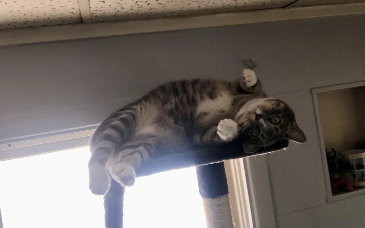 A tabby cat with white paws is lying upside down on the top platform of a cat tree, looking directly at the camera with wide…