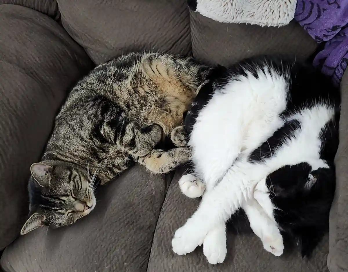 Two cats are sleeping on a gray couch; one is a tabby curled up, the other is a black and white cat lying on its back with…