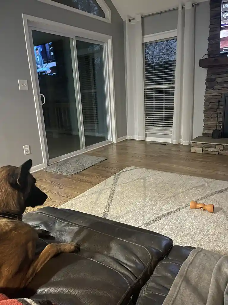 A brown and black dog sits on a dark leather couch in a modern living room, looking intently at a television screen through…
