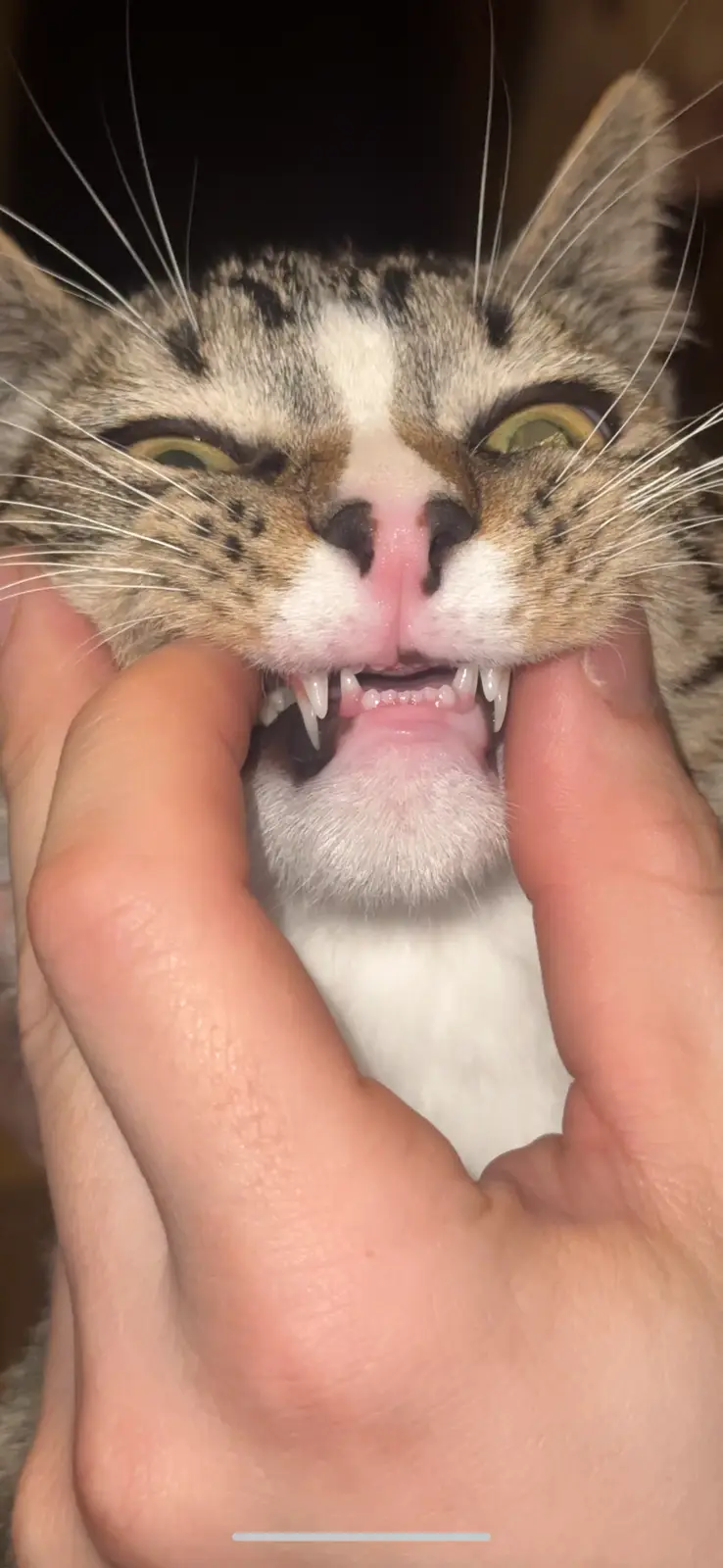 A close-up photo shows a tabby cat with a white chest being held by two human hands, which are pinching its cheeks to force…