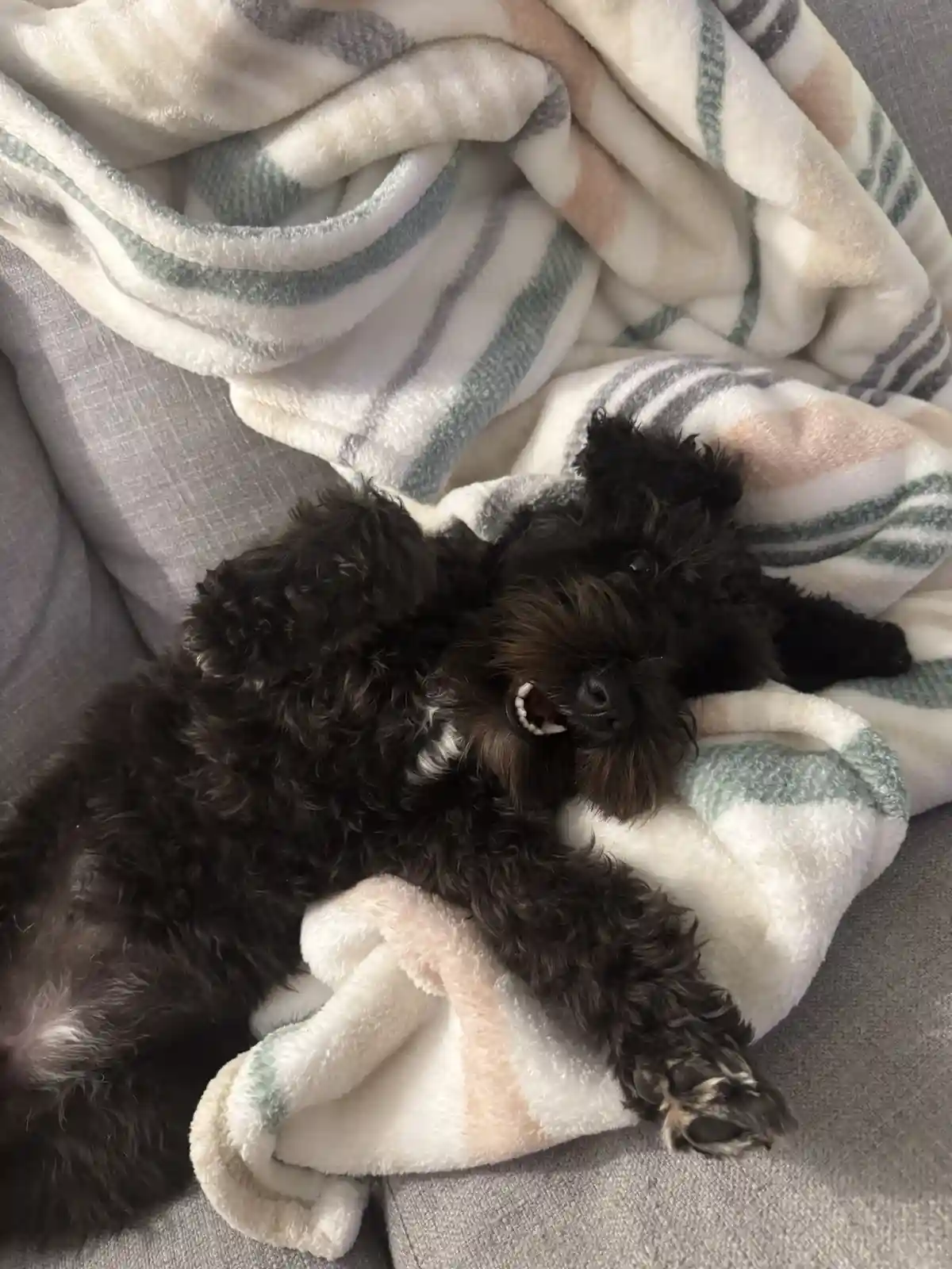 A small black curly-haired dog is lying on its back on a soft, striped blanket draped over a gray couch. The dog has its…