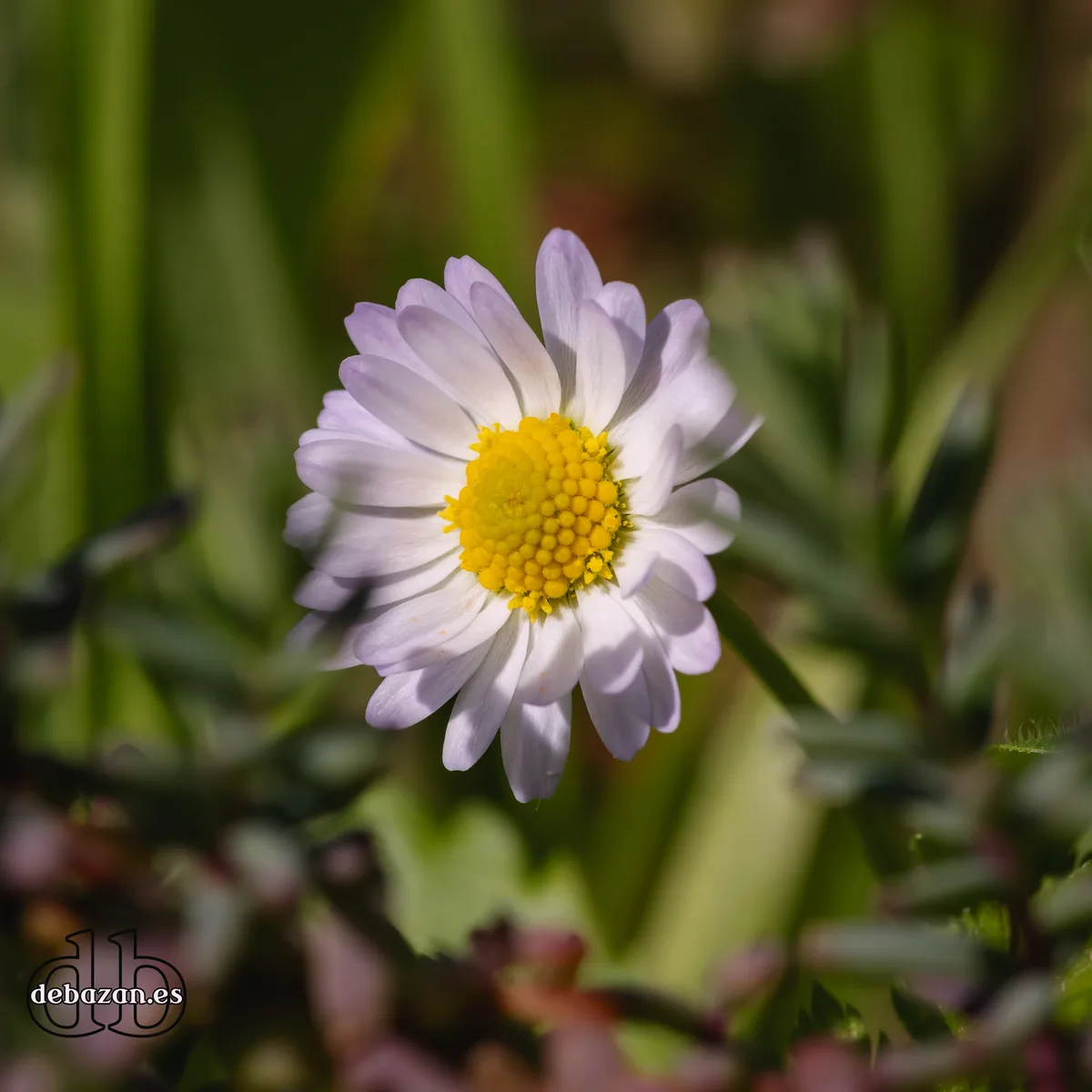 A Day in the Field: Capturing Nature's Essence