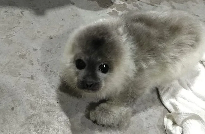 A small, fluffy, gray-furred baby monkey with large dark eyes and a dark face is lying on a concrete floor next to a white…