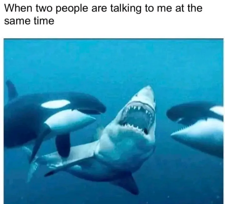 An underwater photo shows a shark with its mouth wide open, flanked by two orcas on either side, as if the shark is being…